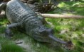 /album/fotogaleria/a1920x1200-scary-gharial-crocodile-jpg/