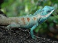 /album/fotogaleria/patologiasreptiles3-jpg/