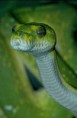 /album/fotogaleria/snake-jpg/