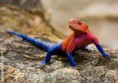 /album/fotogaleria/lagarto-agama-en-jpg/